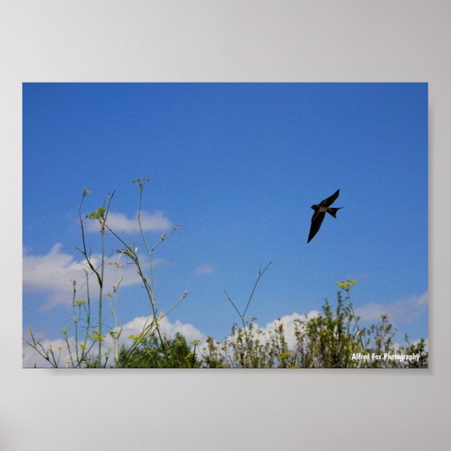 Póster Golondrina común en vuelo (Frente)