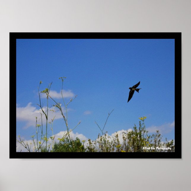 Póster Golondrina común en vuelo (Frente)