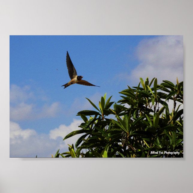 Póster Golondrina de Granero Alas Abiertas (Frente)