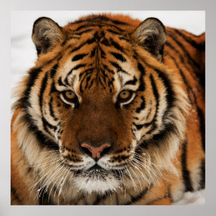 Póster Golpe de cabeza contra tigre siberiano