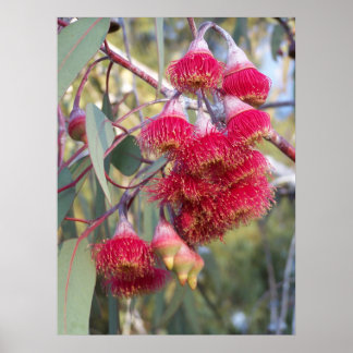 Póster Goma de floración
