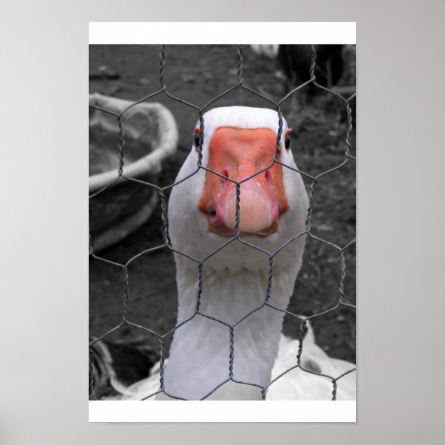 Póster Goose (Frente)
