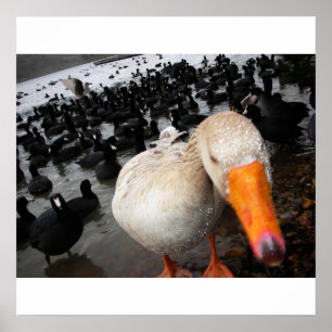 Póster Goose and Coots