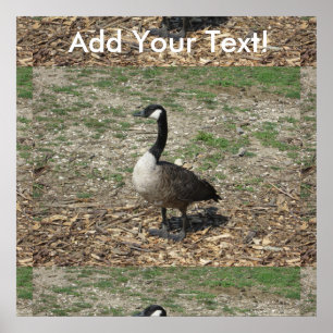 Póster Goose canadiense