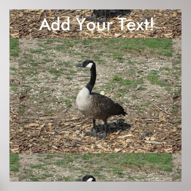 Póster Goose canadiense (Frente)
