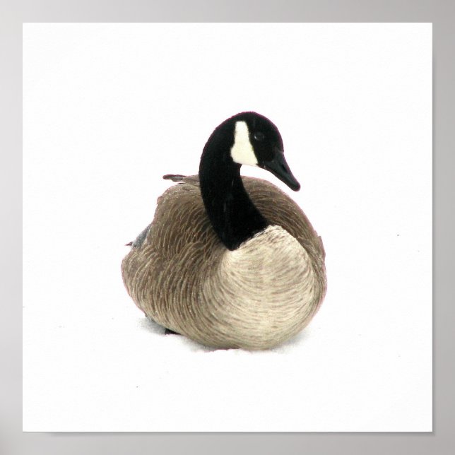 Póster Goose canadiense (Frente)