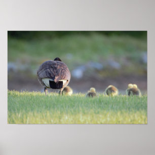 Póster Goose con Babies Photo Poster