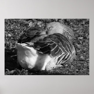 Póster Goose de grisáceo esbelto (negro y blanco)