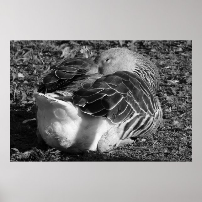 Póster Goose de grisáceo esbelto (negro y blanco) (Frente)