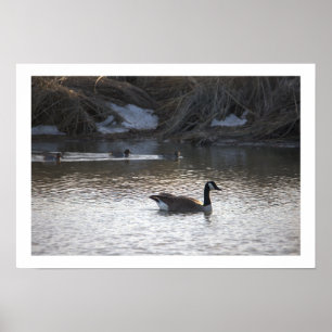 Póster Goose en el Poster del agua