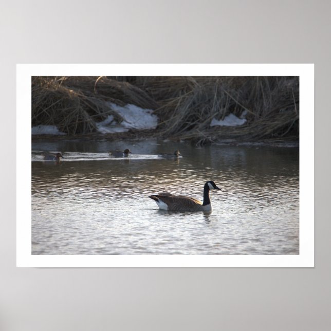 Póster Goose en el Poster del agua (Frente)