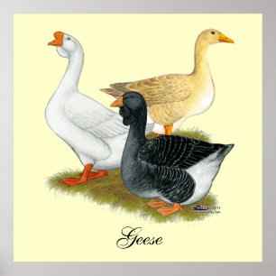 Póster Goose Trio