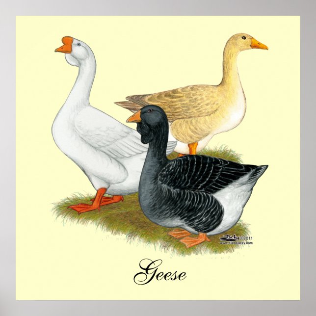Póster Goose Trio (Frente)