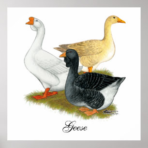 Póster Goose Trio