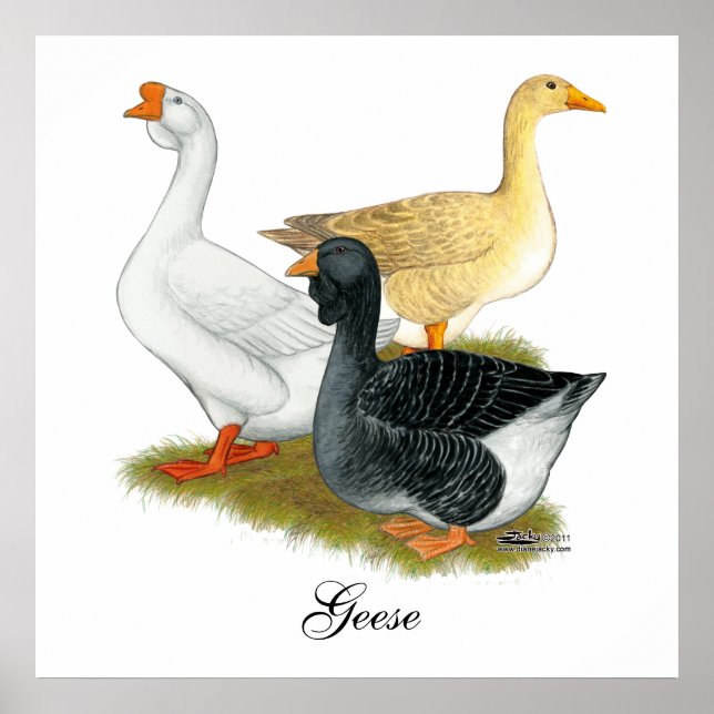Póster Goose Trio (Frente)
