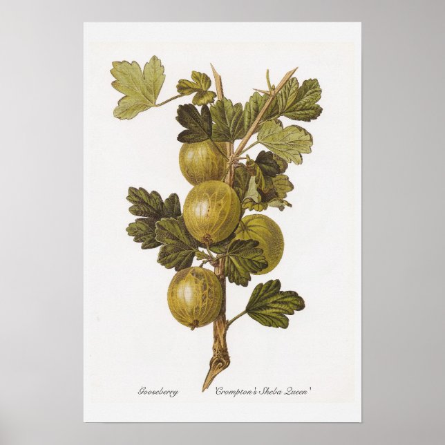 Póster Gooseberry 'La reina Sheba de Crompton' (Frente)