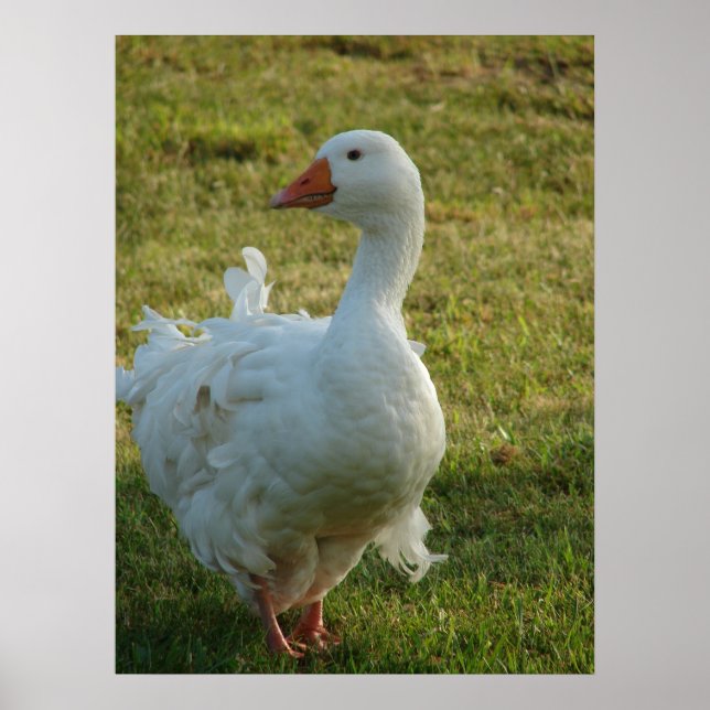 Póster Goosey (Frente)