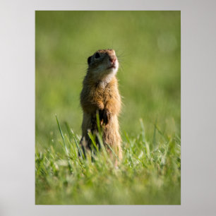 Póster Gopher