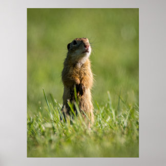 Póster Gopher