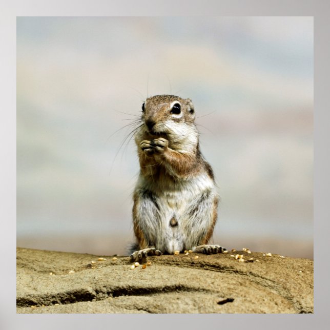 Póster Gopher_005 (Frente)