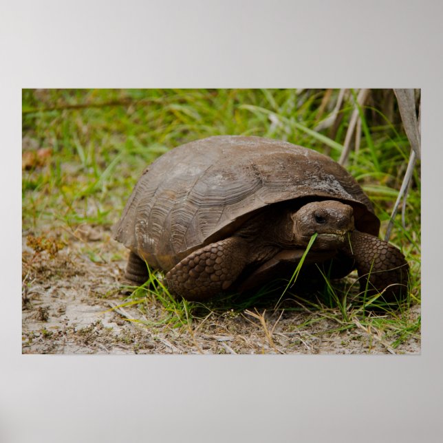 Póster Gopher Tortoise Eats Grass Poster (Frente)