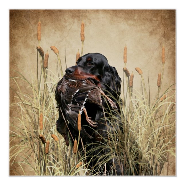 Póster Gordon Setter , Tapiz de caza de pavos (Anverso)