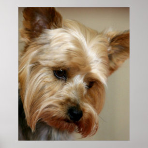 Póster Gorgeo Yorkshire Terrier