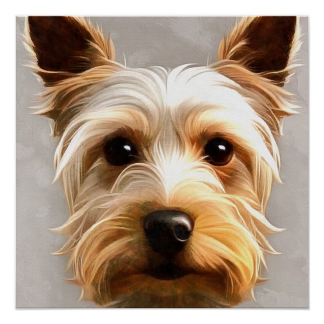 Póster Gorgeous Cute Yorkshire Terrier Puppy Flotando (Anverso)