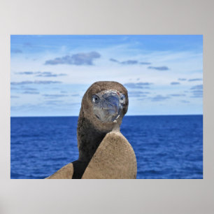 Póster Gorgeous Gannet
