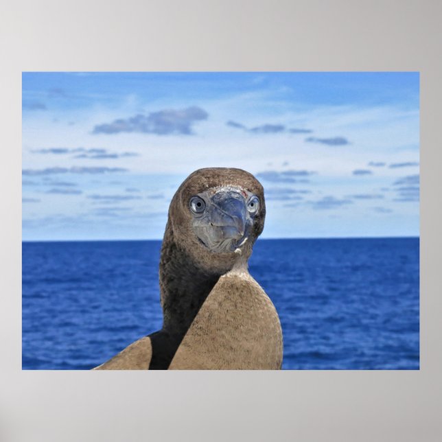 Póster Gorgeous Gannet (Frente)