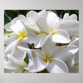 Póster Gorgeous Plumeria Poster