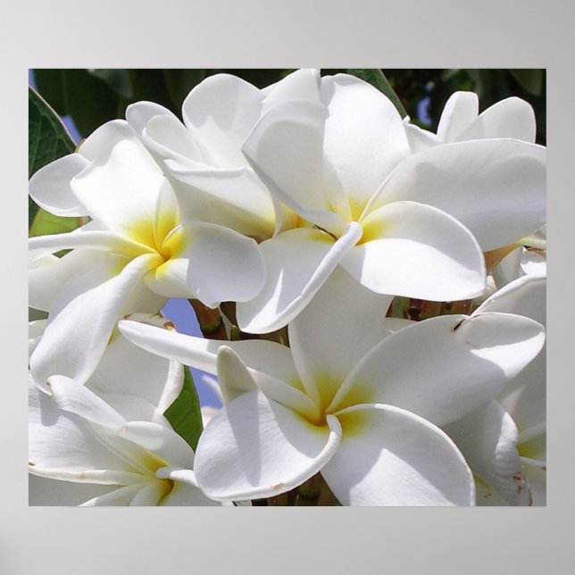Póster Gorgeous Plumeria Poster (Frente)