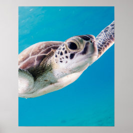 Póster Gorgeous Sea Turtle Swimming in the Ocean
