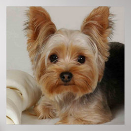 Póster Gorgeous Yorkshire Terrier