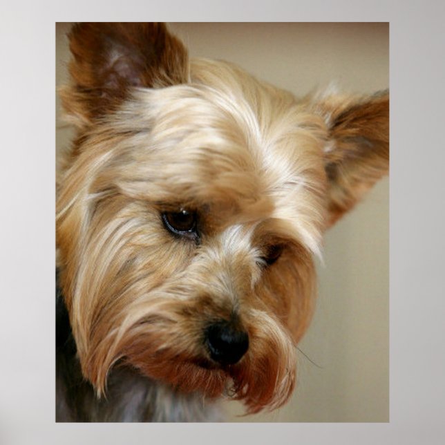 Póster Gorgeous Yorkshire Terrier (Frente)