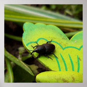Póster Gorgojo , Escarabajos , Curculionoidea , Chinche