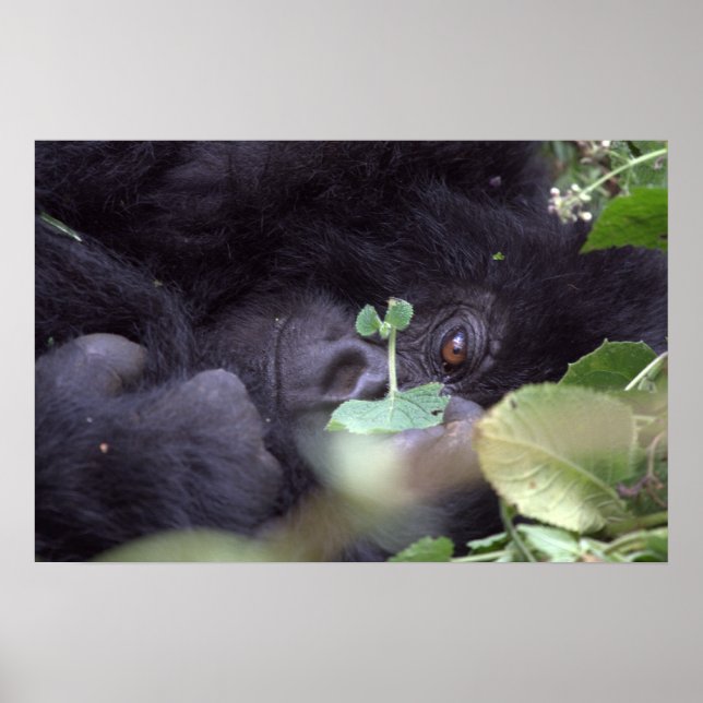 Póster Gorila caprichosa (Frente)