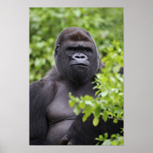 Póster Gorila de llanura espalda plateada, Gorilla gorill