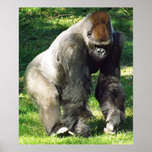 Póster Gorila de Lowland, macho de silverback, de pie