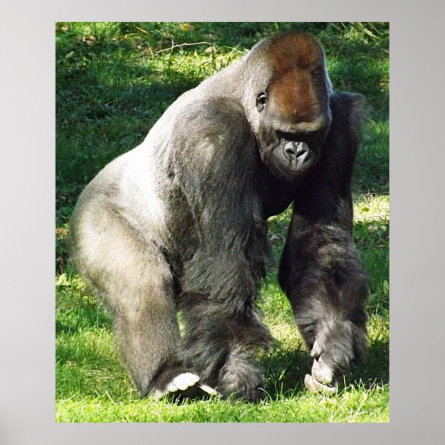 Póster Gorila de Lowland, macho de silverback, de pie (Frente)