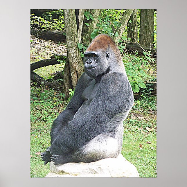 Póster Gorila de Lowland sentando la posa (Frente)