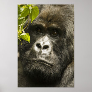 Póster Gorila de montaña, Gorilla beringei beringei,