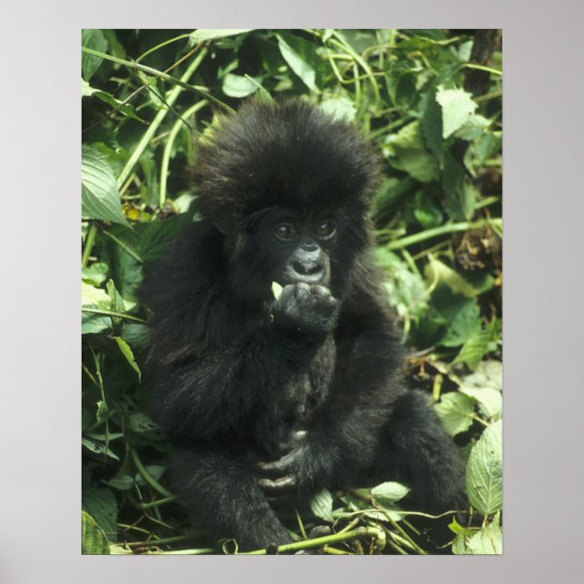 Póster Gorila de montaña, (Gorilla gorilla beringei), (Frente)