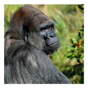 Póster Gorila de Silverback