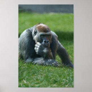 Póster Gorila de succión del dedo