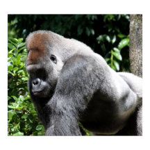 Gorila dorada de plata