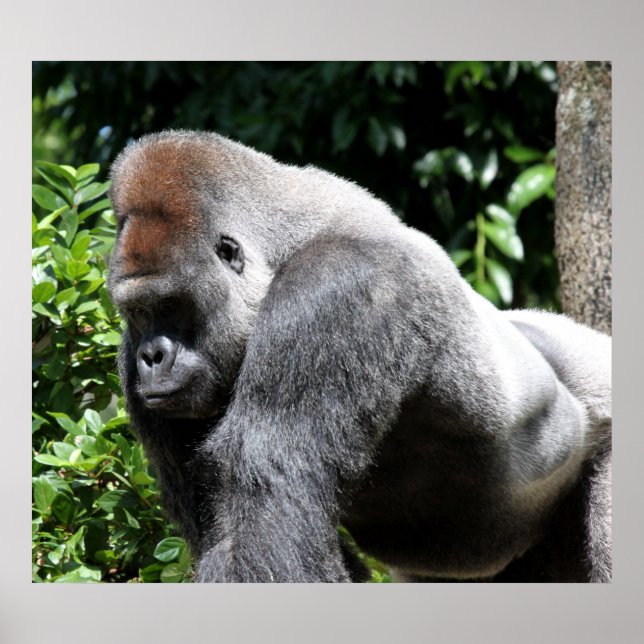 Póster Gorila dorada de plata (Frente)