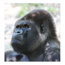 Gorila dorada de plata