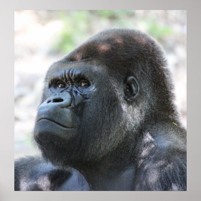 Póster Gorila dorada de plata (Frente)