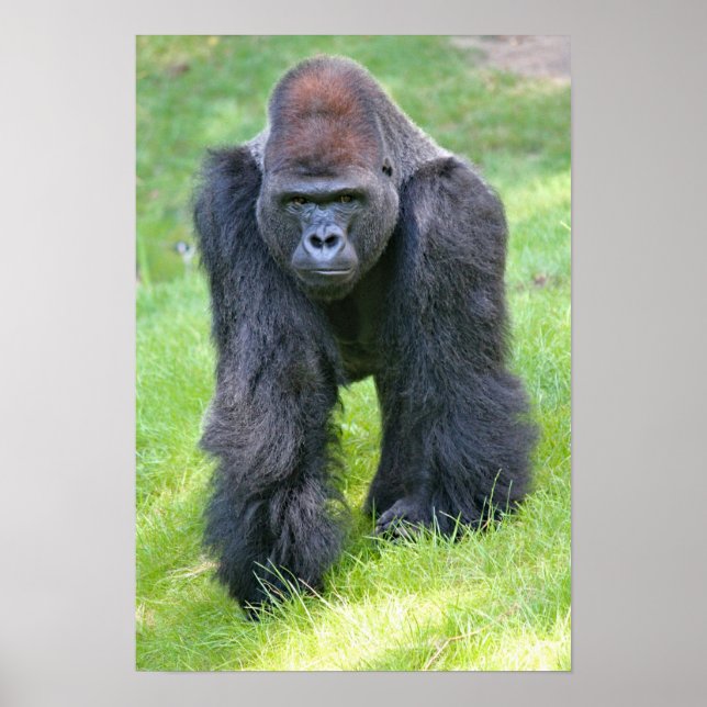 Póster gorila en la selva (Frente)